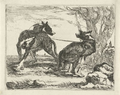 Dois cachorros Cães (título da série) de Joannes Fijt