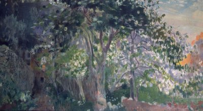 A árvore cinzenta, Sa Calobra, Mallorca de Joaquim Mir i Trinxet