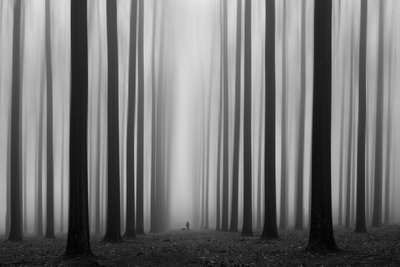 Caminho da Floresta Ennevoada de Jochen Bongaerts