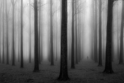 A Misteriosa Floresta Envolvida em Nevoeiro de Jochen Bongaerts