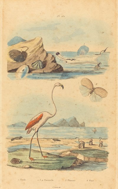 Flamingos e Conchas de Joh. Baptist Pfitzer after Acavie Baron