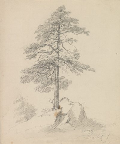Pinheiros e falésias de Johan Christian Dahl
