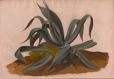 Estudo de uma agave de Johan Christian Dahl