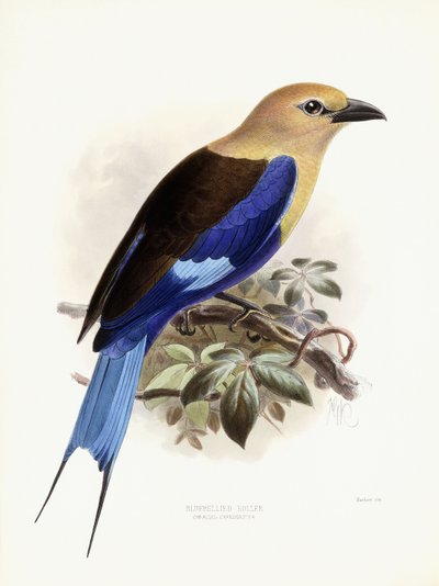 Bluebellied Roller, 1893 de Johan Gerard Keulemans