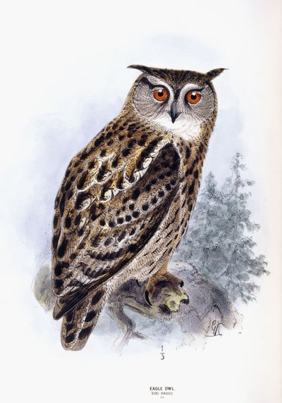 Eagle Owl de Johan Gerard Keulemans