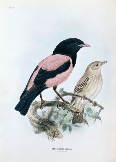 Starling rosa de Johan Gerard Keulemans