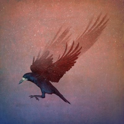 Bird Kingdom, 2018 (arte fotográfica) de Johan Lilja