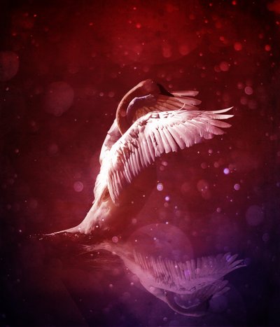Reino das Aves 7 (linha de sangue) de Johan Lilja