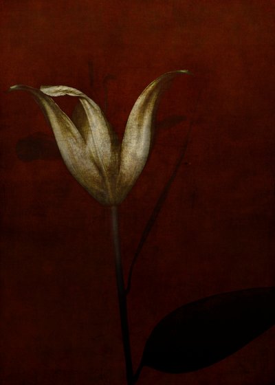 Lily, 2015 (arte fotográfica digital) de Johan Lilja
