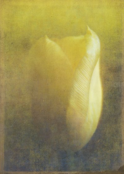 Tulip, 2015 (arte fotográfica digital) de Johan Lilja