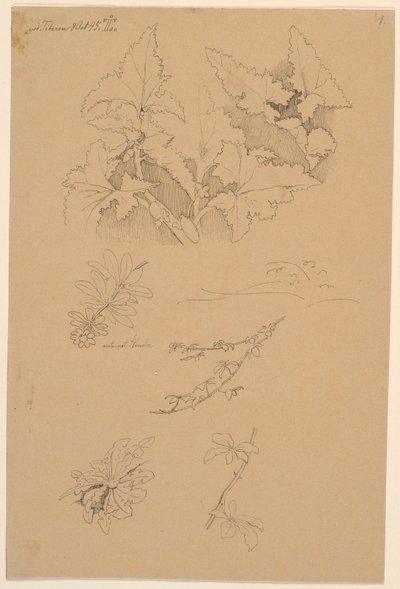 Estudos de folhas e flores de Johan Thomas Lundbye