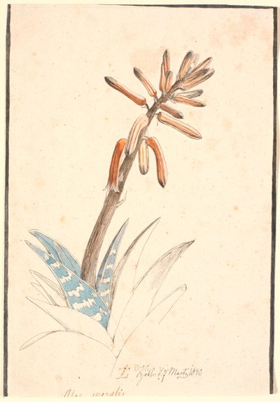 Aloe florido de Johan Thomas Lundbye