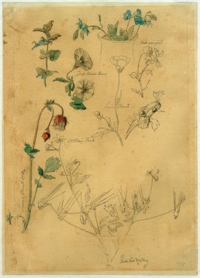 J. Th. Lundbye, Estudo de Plantas de Johan Thomas Lundbye