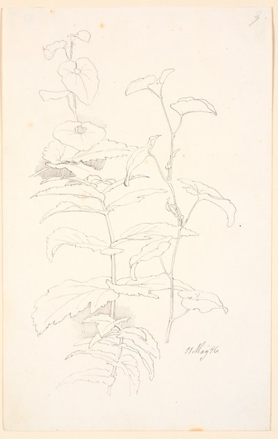 Estudos de plantas, i.a. de rosnado de Johan Thomas Lundbye