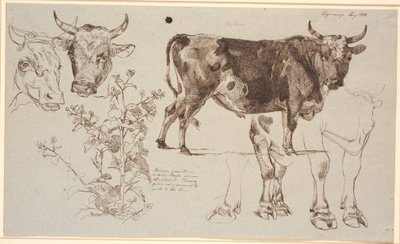 Revista de estudo da Vognserup. televisão duas cabeças de vaca, abaixo de uma zibelina. Centro para endireitar um touro em pé, abaixo dos estudos de suas pernas de Johan Thomas Lundbye