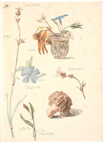 Revista de estudo com flores e plantas de Johan Thomas Lundbye