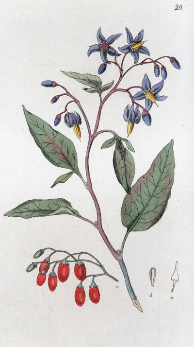 Solanum dulcamara agridoce, 1804-1811 de Johan Wilhelm Palmstruch