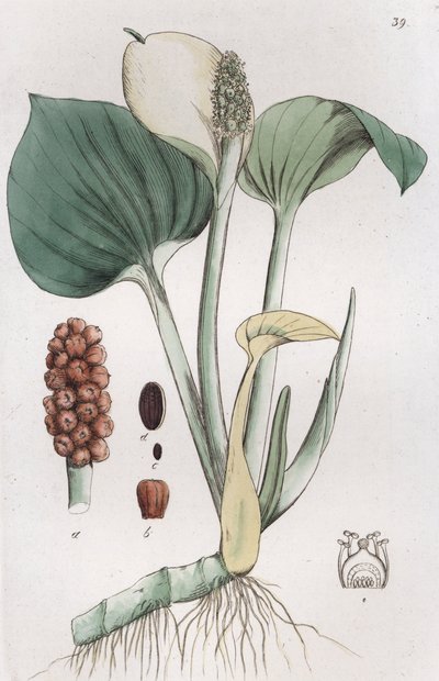 Bog Arum Calla palustris, 1804-1811 de Johan Wilhelm Palmstruch
