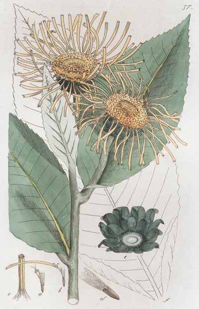 Elecampane Inula helenium, 1804-1811 de Johan Wilhelm Palmstruch