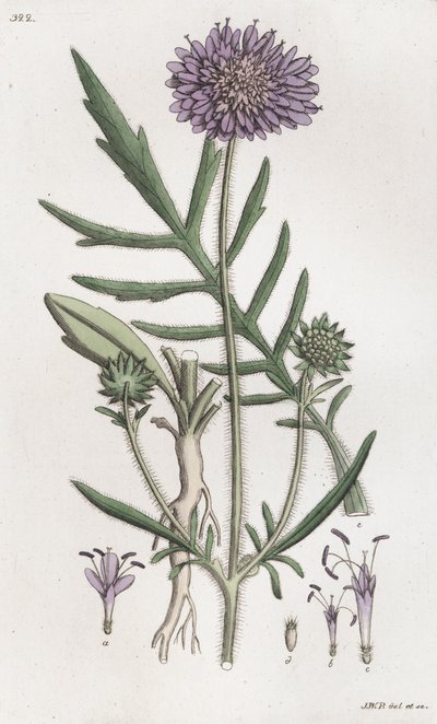 Campo Scabious Knautia arvensis, 1804-1811 de Johan Wilhelm Palmstruch