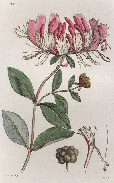 Honeysuckle Lonicera periclymenum, 1804-1811 de Johan Wilhelm Palmstruch