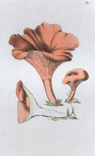 Merulius cantharellus, 1804-1811 de Johan Wilhelm Palmstruch