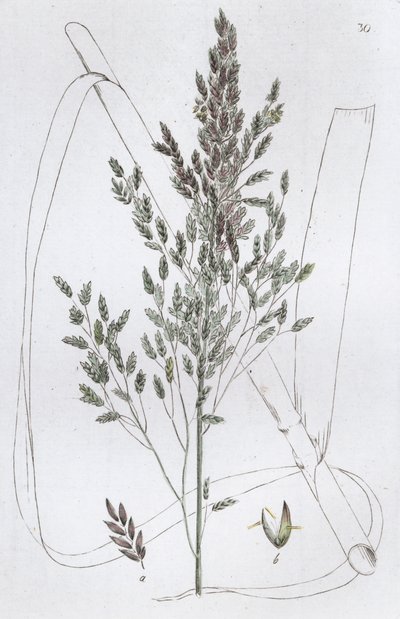 Reed Sweet Grass Poa aquatica, 1804-1811 de Johan Wilhelm Palmstruch