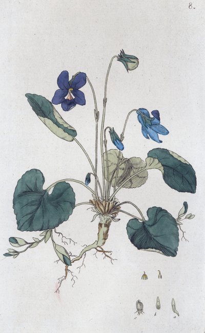 Viola odorata violeta doce, 1804-1811 de Johan Wilhelm Palmstruch