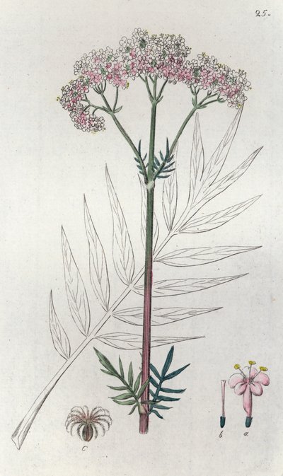 Valeriana Valeriana officinalis, 1804-1811 de Johan Wilhelm Palmstruch