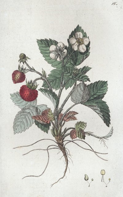 Morangueiro bravo Fragaria vesca, 1804-1811 de Johan Wilhelm Palmstruch