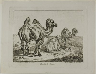 Dromedário e Camelo de Johann Adam Klein