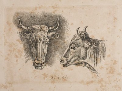 As cabeças de duas vacas de Johann Adam Klein