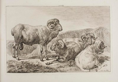 Carneiros merinos de Johann Adam Klein