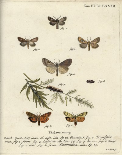 Traça do chifre, Lygephila lusoria e criado de libré emplumado. de Johann Carl Bock