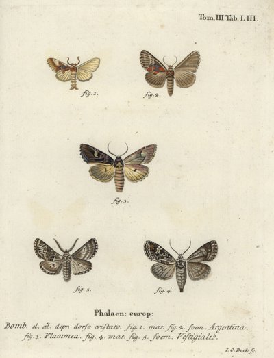 Argentino, brocado de chamas e dardo de arqueiro. de Johann Carl Bock