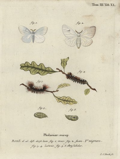 Traça V preta, Arctornis l-nigrum. de Johann Carl Bock