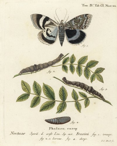 Traça inferior azul ou Clifden nonpareil, Catocala fraxini. Gravura em chapa de cobre colorida à mão por Johann Carl Bock depois do Die Schmetterlinge de Eugenius Johann Christoph Esper em Abbildungen nach der Natur, Erlangen. de Johann Carl Bock