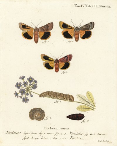 Abainhada amarela de borda larga, Noctua fimbriata. Gravura em chapa de cobre colorida à mão por Johann Carl Bock após Die Schmetterlinge, de Eugenius Johann Christoph Esper em Abbildungen nach der Natur, Erlangen de Johann Carl Bock