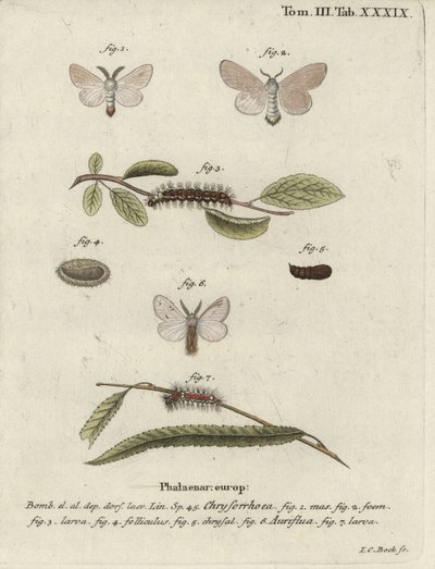 Traça de rabo castanho, Euproctis chrysorrhoea. de Johann Carl Bock