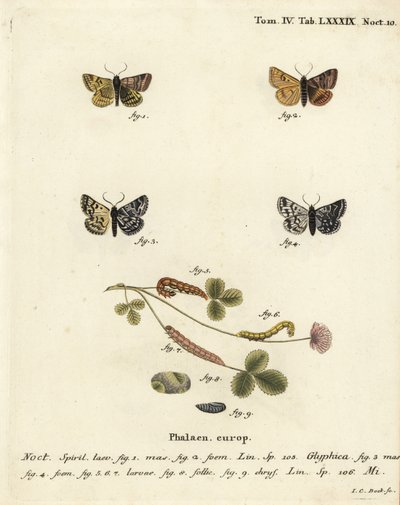 Traça companheira do queimeiro, Euclidia glyphica 1,2, e a Traça Mãe Shipton, Euclidia mi, 3-9. Gravura em chapa de cobre colorida à mão por Johann Carl Bock depois de Eugenius Johann Christoph Esper