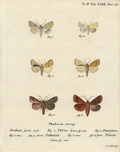 Burren green, Calamia tridens 1, sallow, Xanthia icteritia 2, sallow listrado em ângulo, Enargia paleacea 3,4, e linha dupla, Mythimna turca 5,6. Gravura em chapa de cobre colorida à mão por Johann Carl Bock após Die Schmetterlinge de Eugenius Johann Chris de Johann Carl Bock