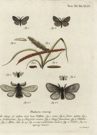 Canephora hirsuta, Ocneria detrita e Epichnopterix plumella. de Johann Carl Bock