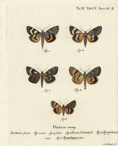 Catocala conversa 1-3, Catocala nymphaea 4 , e catocala nymphagoga amarela de carvalho, Catocala nymphagoga 5. gravura em chapa de cobre colorida à mão por Johann Carl Bock após Die Schmetterlinge de Eugenius Johann Christoph Esper em Abbildungen nach der  de Johann Carl Bock