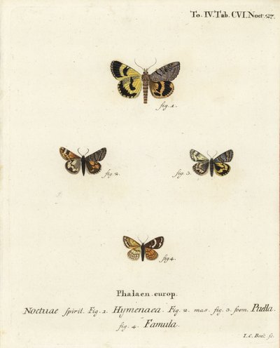 Catocala hymenaea 1, Amerila puella 2,3, e Isturgia famula moths 4. Gravura em chapa de cobre colorida à mão por Johann Carl Bock após Die Schmetterlinge de Eugenius Johann Christoph Esper em Abbildungen nach der Natur, Erlangen de Johann Carl Bock