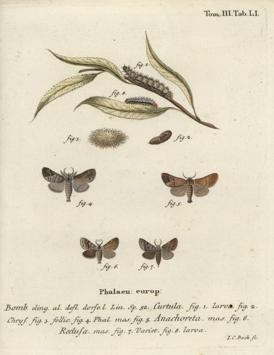 Mariposas com pontas de chocolate. de Johann Carl Bock