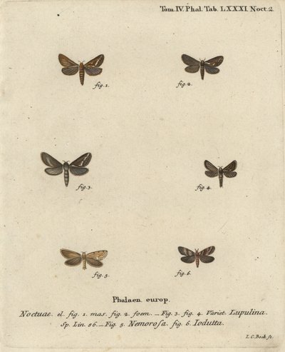 Traça rápida comum, Korscheltellus lupulina 1-4, gold swift, Phymatopus hecta 5, e Pharmacis carna 6. Gravura em chapa de cobre colorida à mão por Johann Carl Bock após Eugenius Johann Christoph Esper