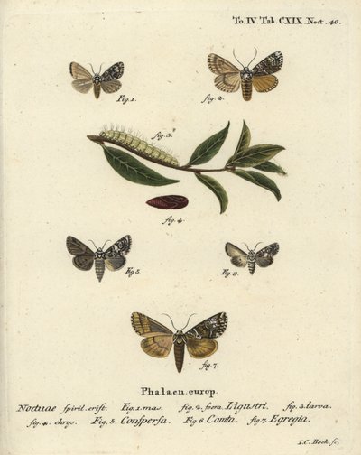 Traça coronária, Craniophora ligustri 1-4, coroa marmoreada, Hadena confusa 5, coroa variada, Hadena compta 6, e arcos verdes, Anaplectoides prasina 7. Gravura em chapa de cobre colorida à mão por Johann Carl Bock depois de Eugenius Johann Christoph Esper