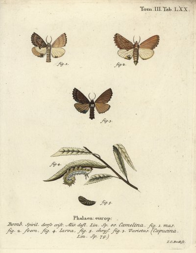Coxcomb proeminente, Ptilodon capucinus. de Johann Carl Bock