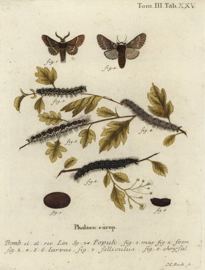 Traça de Dezembro, Poecilocampa populi. de Johann Carl Bock