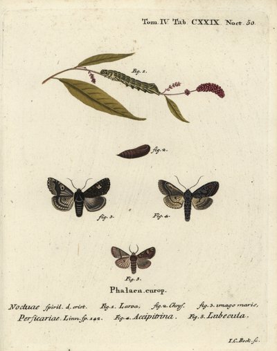 Dot, Melanchra persicariae 1-4, e Dryobota labecula 5. gravura em chapa de cobre colorida à mão por Johann Carl Bock após Die Schmetterlinge de Eugenius Johann Christoph Esper em Abbildungen nach der Natur, Erlangen de Johann Carl Bock